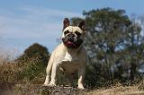BOULEDOGUE FRANCAIS 890